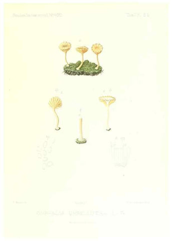 Reproducción/Reproduction 9800966804: Icones mycologicæ, ou Iconographie des champignons de France principalement Discomycetes,. Paris :P. Klincksieck, L. Lhomme, successeur,1905-10.