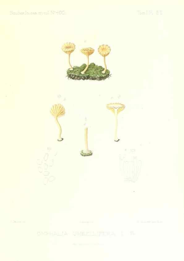 Reproducción/Reproduction 9800966804: Icones mycologicæ, ou Iconographie des champignons de France principalement Discomycetes,. Paris :P. Klincksieck, L. Lhomme, successeur,1905-10.