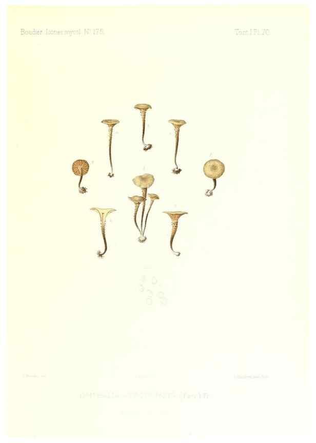 Reproducción/Reproduction 9800975676: Icones mycologicæ, ou Iconographie des champignons de France principalement Discomycetes,. Paris :P. Klincksieck, L. Lhomme, successeur,1905-10.