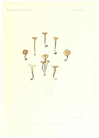 Reproducción/Reproduction 9800975676: Icones mycologicæ, ou Iconographie des champignons de France principalement Discomycetes,. Paris :P. Klincksieck, L. Lhomme, successeur,1905-10.
