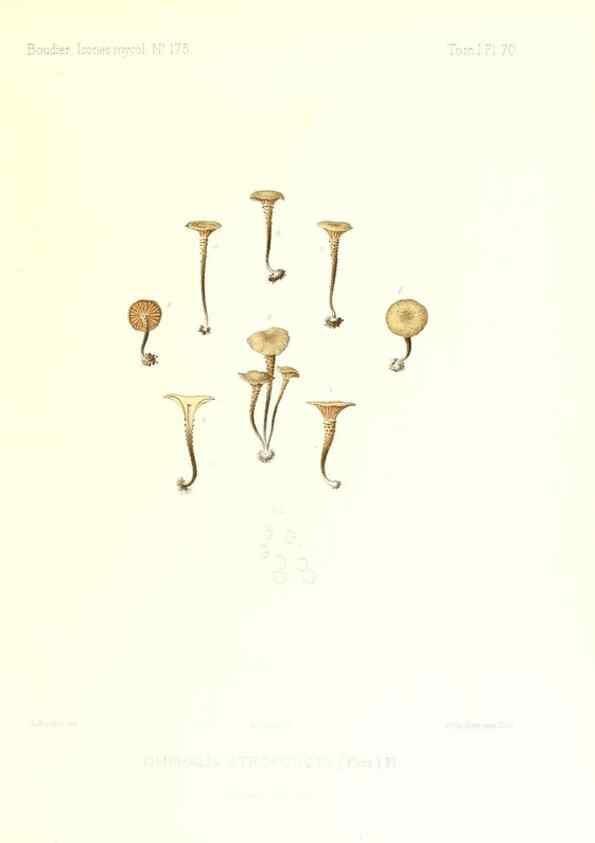 Reproducción/Reproduction 9800975676: Icones mycologicæ, ou Iconographie des champignons de France principalement Discomycetes,. Paris :P. Klincksieck, L. Lhomme, successeur,1905-10.