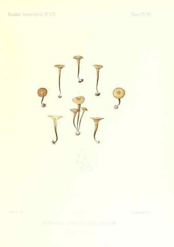 Reproducción/Reproduction 9800975676: Icones mycologicæ, ou Iconographie des champignons de France principalement Discomycetes,. Paris :P. Klincksieck, L. Lhomme, successeur,1905-10.