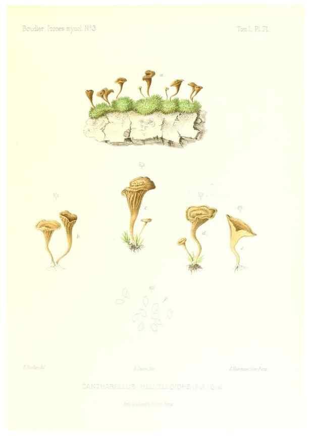 Reproducción/Reproduction 9800978056: Icones mycologicæ, ou Iconographie des champignons de France principalement Discomycetes,. Paris :P. Klincksieck, L. Lhomme, successeur,1905-10.