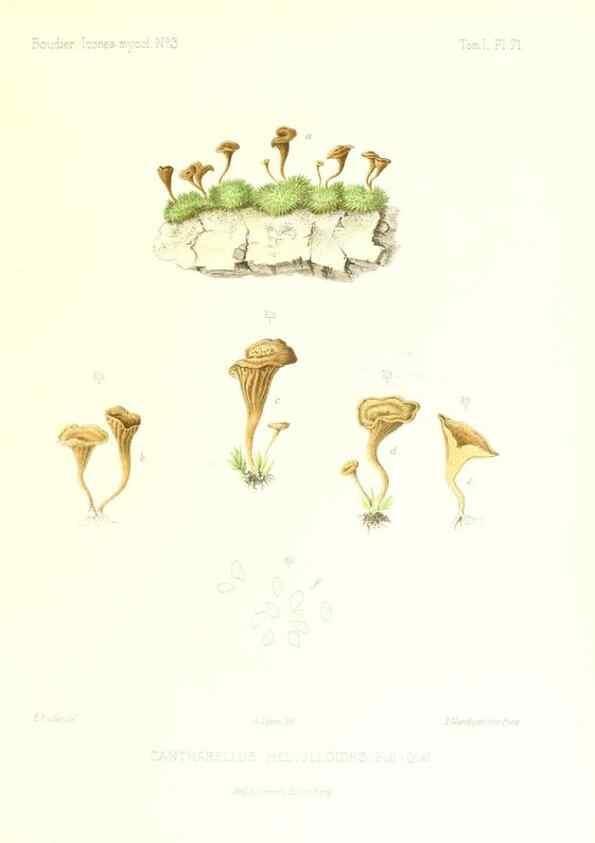 Reproducción/Reproduction 9800978056: Icones mycologicæ, ou Iconographie des champignons de France principalement Discomycetes,. Paris :P. Klincksieck, L. Lhomme, successeur,1905-10.