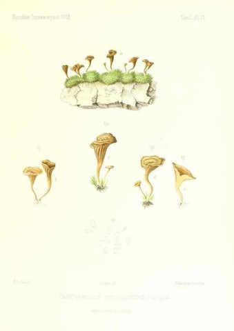 Reproducción/Reproduction 9800978056: Icones mycologicæ, ou Iconographie des champignons de France principalement Discomycetes,. Paris :P. Klincksieck, L. Lhomme, successeur,1905-10.