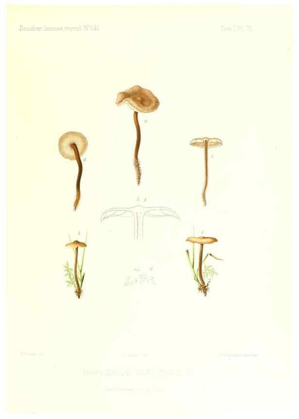 Reproducción/Reproduction 9800980146: Icones mycologicæ, ou Iconographie des champignons de France principalement Discomycetes,. Paris :P. Klincksieck, L. Lhomme, successeur,1905-10.