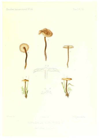 Reproducción/Reproduction 9800980146: Icones mycologicæ, ou Iconographie des champignons de France principalement Discomycetes,. Paris :P. Klincksieck, L. Lhomme, successeur,1905-10.