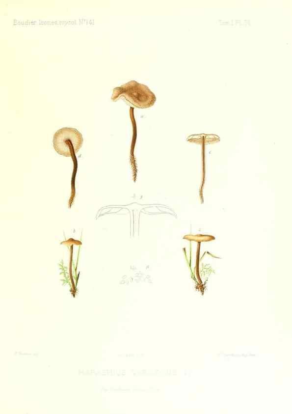 Reproducción/Reproduction 9800980146: Icones mycologicæ, ou Iconographie des champignons de France principalement Discomycetes,. Paris :P. Klincksieck, L. Lhomme, successeur,1905-10.