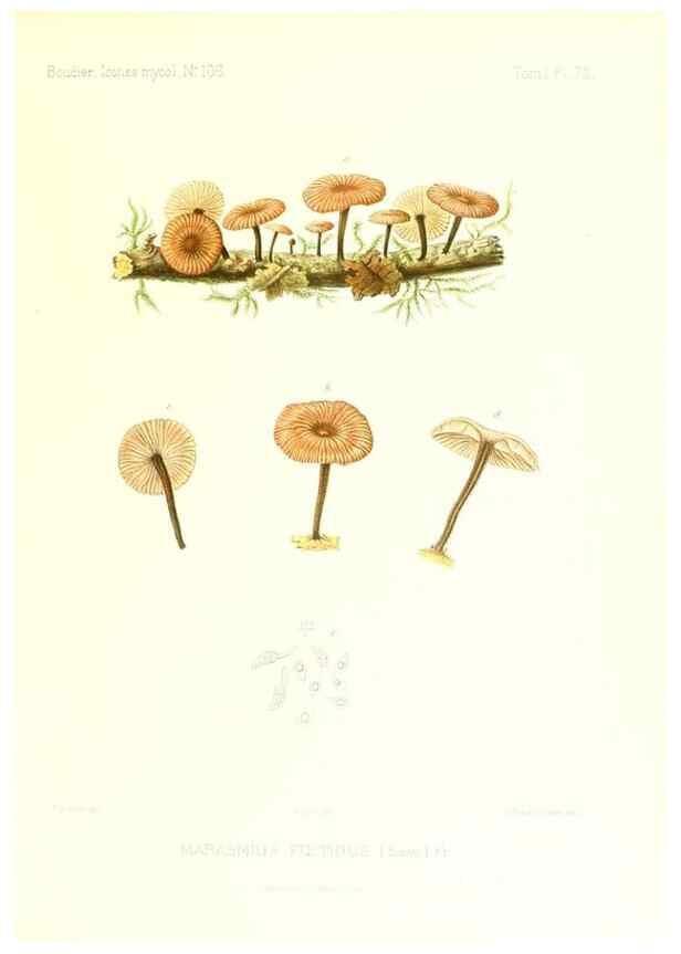 Reproducción/Reproduction 9800982416: Icones mycologicæ, ou Iconographie des champignons de France principalement Discomycetes,. Paris :P. Klincksieck, L. Lhomme, successeur,1905-10.