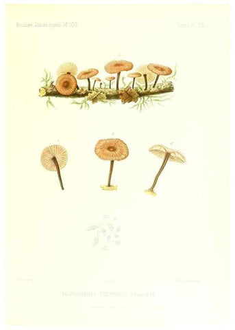 Reproducción/Reproduction 9800982416: Icones mycologicæ, ou Iconographie des champignons de France principalement Discomycetes,. Paris :P. Klincksieck, L. Lhomme, successeur,1905-10.