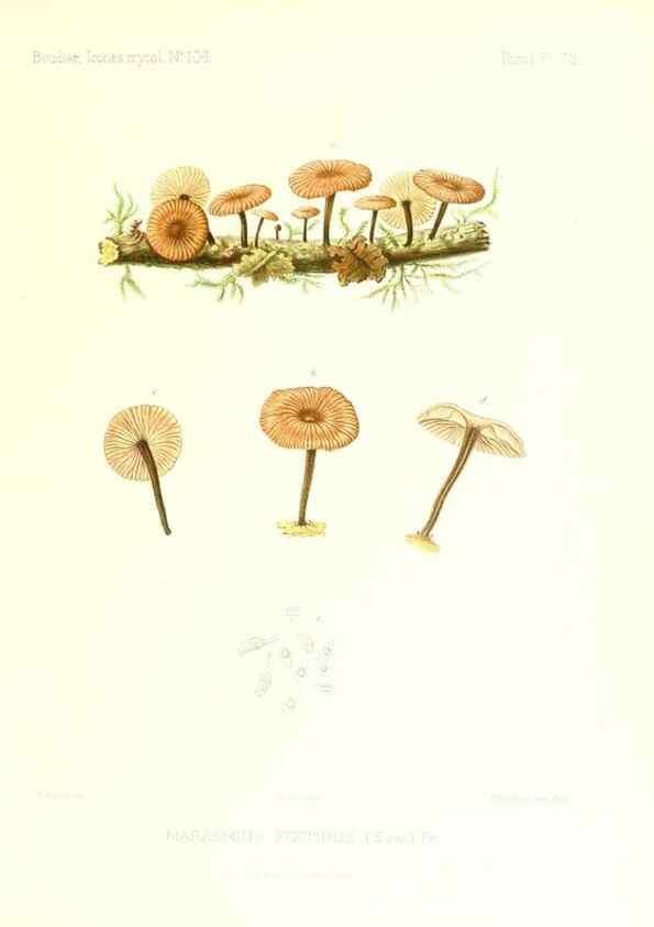Reproducción/Reproduction 9800982416: Icones mycologicæ, ou Iconographie des champignons de France principalement Discomycetes,. Paris :P. Klincksieck, L. Lhomme, successeur,1905-10.