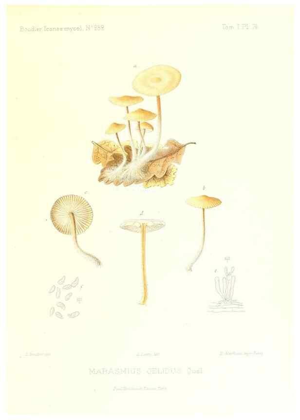 Reproducción/Reproduction 9800955065: Icones mycologicæ, ou Iconographie des champignons de France principalement Discomycetes,. Paris :P. Klincksieck, L. Lhomme, successeur,1905-10.