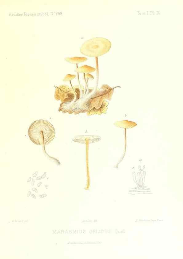 Reproducción/Reproduction 9800955065: Icones mycologicæ, ou Iconographie des champignons de France principalement Discomycetes,. Paris :P. Klincksieck, L. Lhomme, successeur,1905-10.