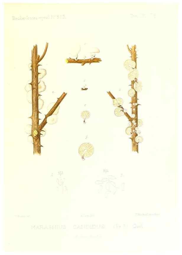 Reproducción/Reproduction 9801041923: Icones mycologicæ, ou Iconographie des champignons de France principalement Discomycetes,. Paris :P. Klincksieck, L. Lhomme, successeur,1905-10.