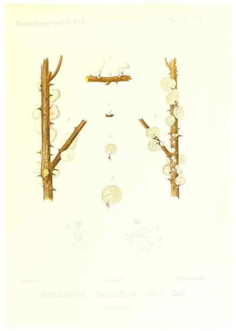 Reproducción/Reproduction 9801041923: Icones mycologicæ, ou Iconographie des champignons de France principalement Discomycetes,. Paris :P. Klincksieck, L. Lhomme, successeur,1905-10.