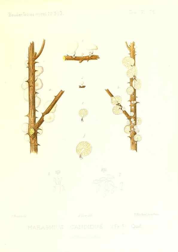 Reproducción/Reproduction 9801041923: Icones mycologicæ, ou Iconographie des champignons de France principalement Discomycetes,. Paris :P. Klincksieck, L. Lhomme, successeur,1905-10.