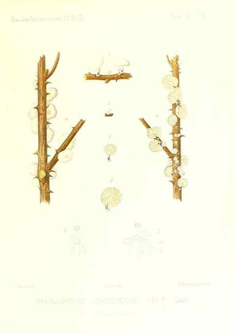 Reproducción/Reproduction 9801041923: Icones mycologicæ, ou Iconographie des champignons de France principalement Discomycetes,. Paris :P. Klincksieck, L. Lhomme, successeur,1905-10.