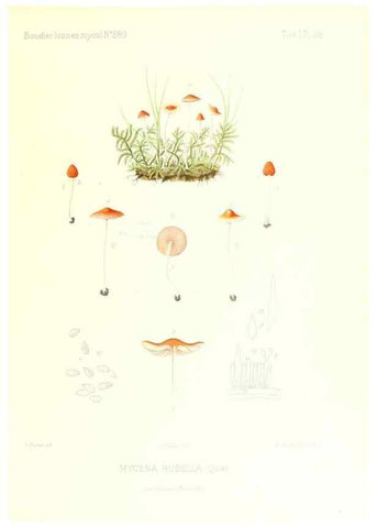 Reproducción/Reproduction 9800964614: Icones mycologicæ, ou Iconographie des champignons de France principalement Discomycetes,. Paris :P. Klincksieck, L. Lhomme, successeur,1905-10.