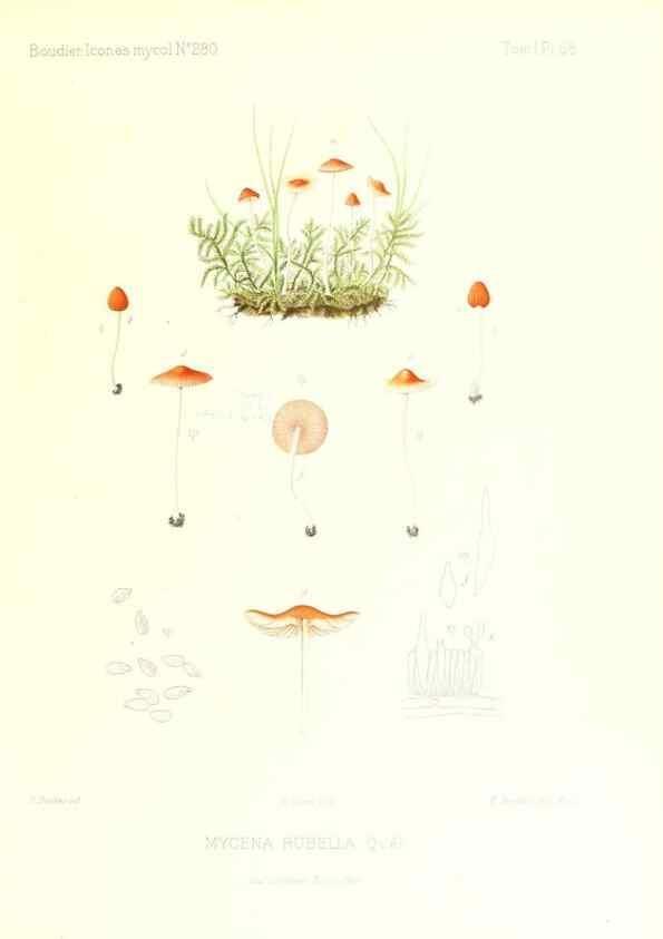 Reproducción/Reproduction 9800964614: Icones mycologicæ, ou Iconographie des champignons de France principalement Discomycetes,. Paris :P. Klincksieck, L. Lhomme, successeur,1905-10.