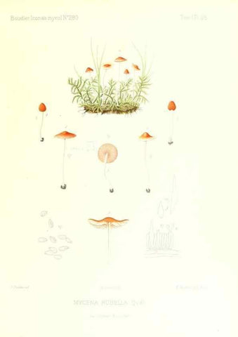 Reproducción/Reproduction 9800964614: Icones mycologicæ, ou Iconographie des champignons de France principalement Discomycetes,. Paris :P. Klincksieck, L. Lhomme, successeur,1905-10.