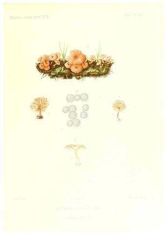 Reproducción/Reproduction 9800921295: Icones mycologicæ, ou Iconographie des champignons de France principalement Discomycetes,. Paris :P. Klincksieck, L. Lhomme, successeur,1905-10.