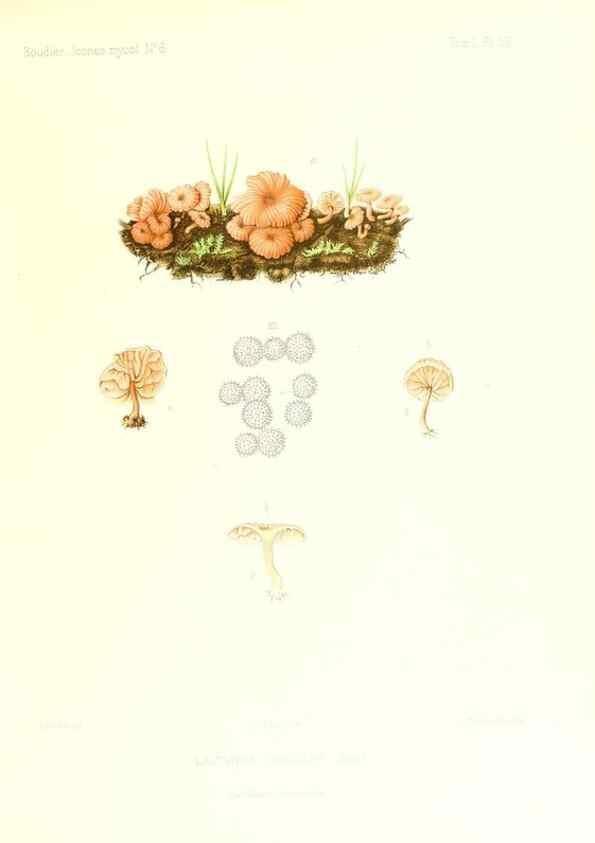 Reproducción/Reproduction 9800921295: Icones mycologicæ, ou Iconographie des champignons de France principalement Discomycetes,. Paris :P. Klincksieck, L. Lhomme, successeur,1905-10.