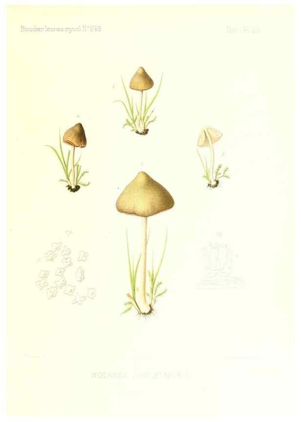 Reproducción/Reproduction 9801090523: Icones mycologicæ, ou Iconographie des champignons de France principalement Discomycetes,. Paris :P. Klincksieck, L. Lhomme, successeur,1905-10.