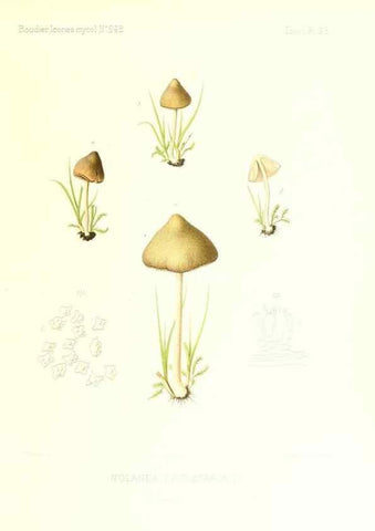 Reproducción/Reproduction 9801090523: Icones mycologicæ, ou Iconographie des champignons de France principalement Discomycetes,. Paris :P. Klincksieck, L. Lhomme, successeur,1905-10.