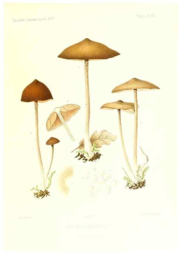 Reproducción/Reproduction 9801031754: Icones mycologicæ, ou Iconographie des champignons de France principalement Discomycetes,. Paris :P. Klincksieck, L. Lhomme, successeur,1905-10.