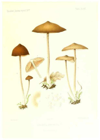 Reproducción/Reproduction 9801031754: Icones mycologicæ, ou Iconographie des champignons de France principalement Discomycetes,. Paris :P. Klincksieck, L. Lhomme, successeur,1905-10.