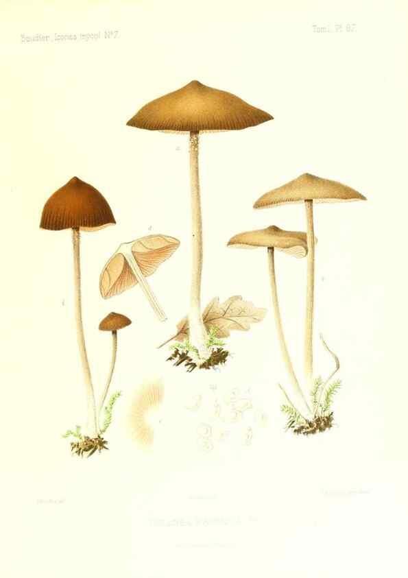 Reproducción/Reproduction 9801031754: Icones mycologicæ, ou Iconographie des champignons de France principalement Discomycetes,. Paris :P. Klincksieck, L. Lhomme, successeur,1905-10.