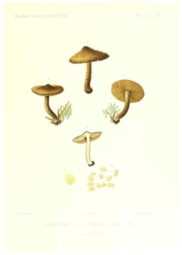 Reproducción/Reproduction 9801149273: Icones mycologicæ, ou Iconographie des champignons de France principalement Discomycetes,. Paris :P. Klincksieck, L. Lhomme, successeur,1905-10.
