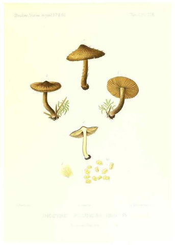 Reproducción/Reproduction 9801149273: Icones mycologicæ, ou Iconographie des champignons de France principalement Discomycetes,. Paris :P. Klincksieck, L. Lhomme, successeur,1905-10.