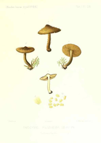 Reproducción/Reproduction 9801149273: Icones mycologicæ, ou Iconographie des champignons de France principalement Discomycetes,. Paris :P. Klincksieck, L. Lhomme, successeur,1905-10.