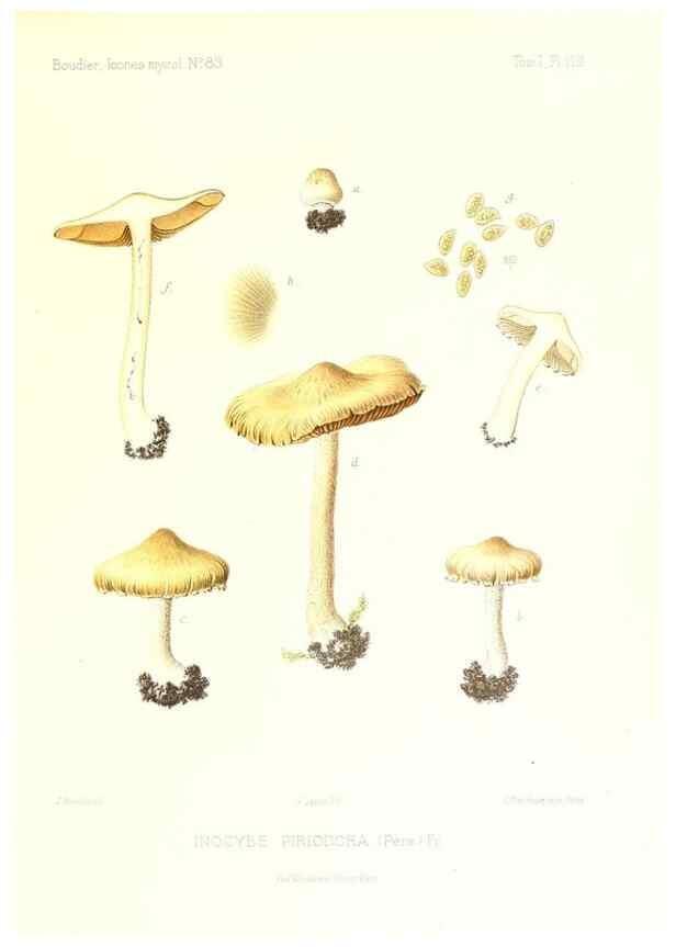 Reproducción/Reproduction 9801089664: Icones mycologicæ, ou Iconographie des champignons de France principalement Discomycetes,. Paris :P. Klincksieck, L. Lhomme, successeur,1905-10.
