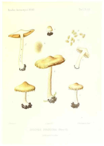 Reproducción/Reproduction 9801089664: Icones mycologicæ, ou Iconographie des champignons de France principalement Discomycetes,. Paris :P. Klincksieck, L. Lhomme, successeur,1905-10.