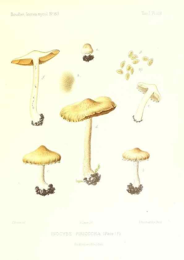 Reproducción/Reproduction 9801089664: Icones mycologicæ, ou Iconographie des champignons de France principalement Discomycetes,. Paris :P. Klincksieck, L. Lhomme, successeur,1905-10.