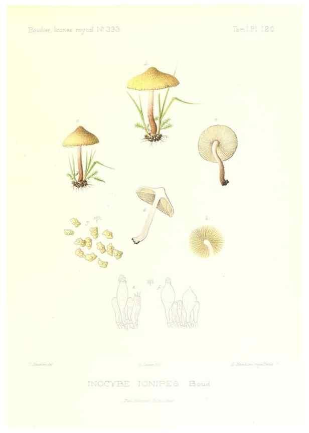 Reproducción/Reproduction 9801099926: Icones mycologicæ, ou Iconographie des champignons de France principalement Discomycetes,. Paris :P. Klincksieck, L. Lhomme, successeur,1905-10.