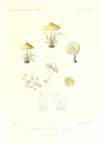 Reproducción/Reproduction 9801099926: Icones mycologicæ, ou Iconographie des champignons de France principalement Discomycetes,. Paris :P. Klincksieck, L. Lhomme, successeur,1905-10.