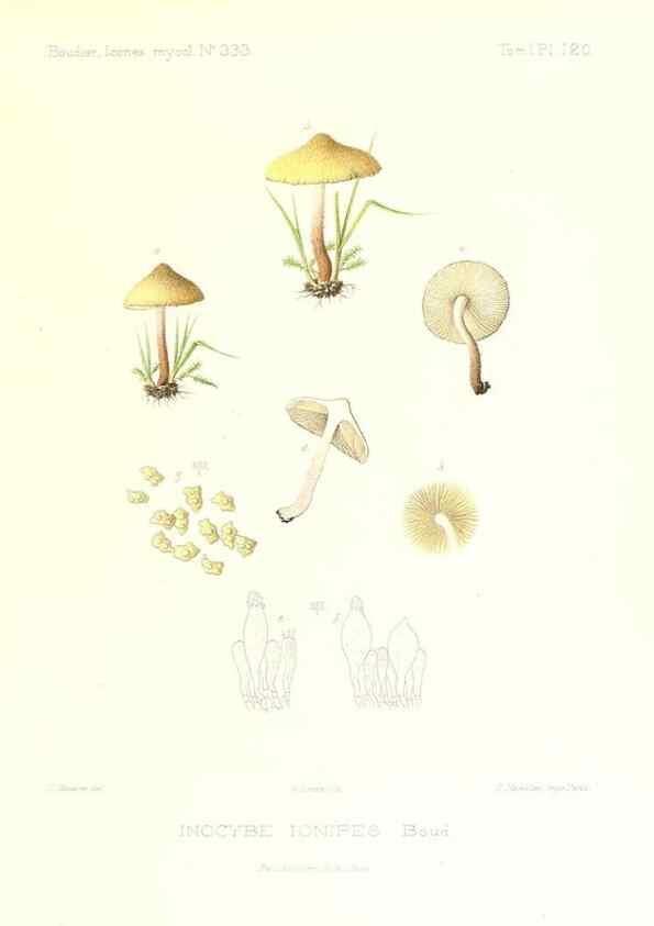 Reproducción/Reproduction 9801099926: Icones mycologicæ, ou Iconographie des champignons de France principalement Discomycetes,. Paris :P. Klincksieck, L. Lhomme, successeur,1905-10.