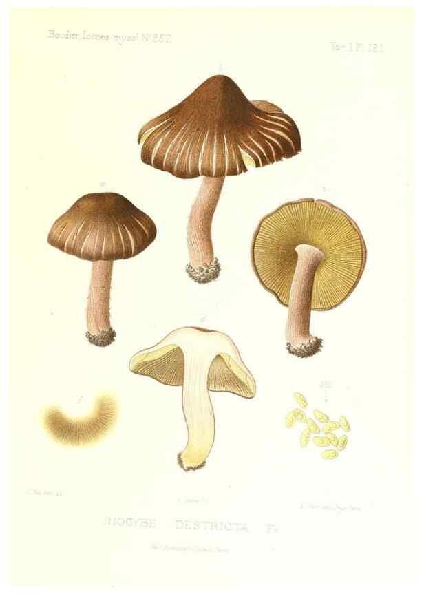 Reproducción/Reproduction 9801157923: Icones mycologicæ, ou Iconographie des champignons de France principalement Discomycetes,. Paris :P. Klincksieck, L. Lhomme, successeur,1905-10.