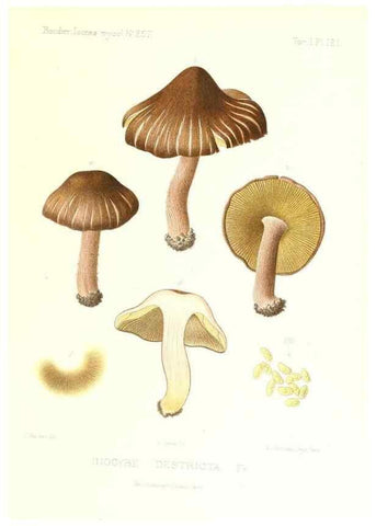 Reproducción/Reproduction 9801157923: Icones mycologicæ, ou Iconographie des champignons de France principalement Discomycetes,. Paris :P. Klincksieck, L. Lhomme, successeur,1905-10.