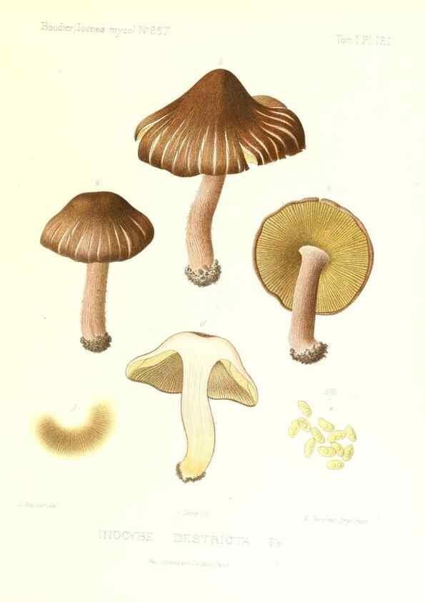 Reproducción/Reproduction 9801157923: Icones mycologicæ, ou Iconographie des champignons de France principalement Discomycetes,. Paris :P. Klincksieck, L. Lhomme, successeur,1905-10.