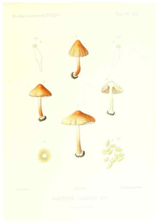 Reproducción/Reproduction 9801097294: Icones mycologicæ, ou Iconographie des champignons de France principalement Discomycetes,. Paris :P. Klincksieck, L. Lhomme, successeur,1905-10.