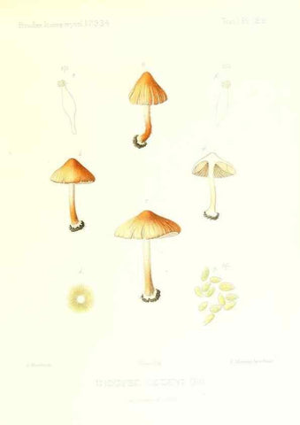 Reproducción/Reproduction 9801097294: Icones mycologicæ, ou Iconographie des champignons de France principalement Discomycetes,. Paris :P. Klincksieck, L. Lhomme, successeur,1905-10.
