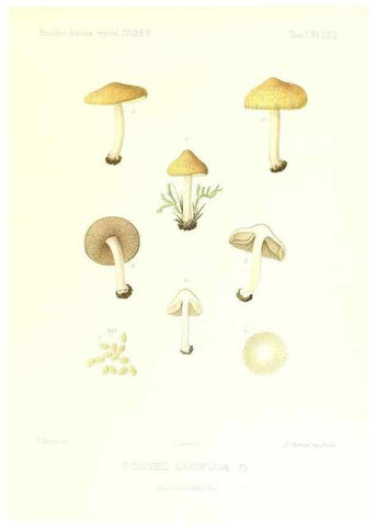 Reproducción/Reproduction 9801162083: Icones mycologicæ, ou Iconographie des champignons de France principalement Discomycetes,. Paris :P. Klincksieck, L. Lhomme, successeur,1905-10.