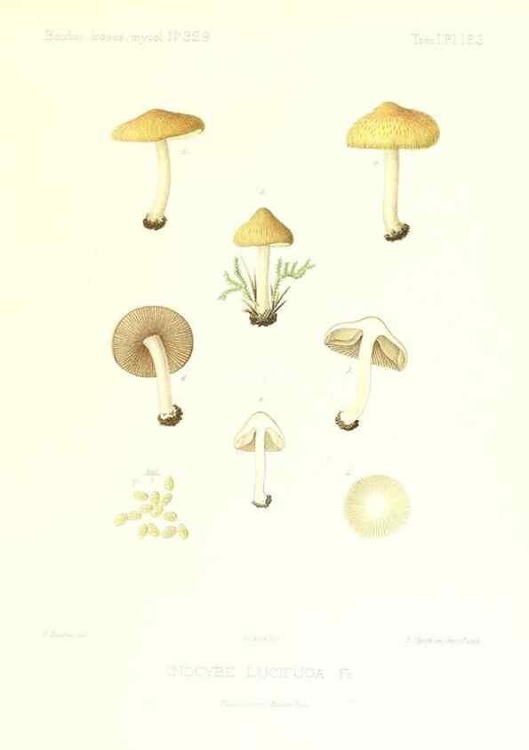 Reproducción/Reproduction 9801162083: Icones mycologicæ, ou Iconographie des champignons de France principalement Discomycetes,. Paris :P. Klincksieck, L. Lhomme, successeur,1905-10.