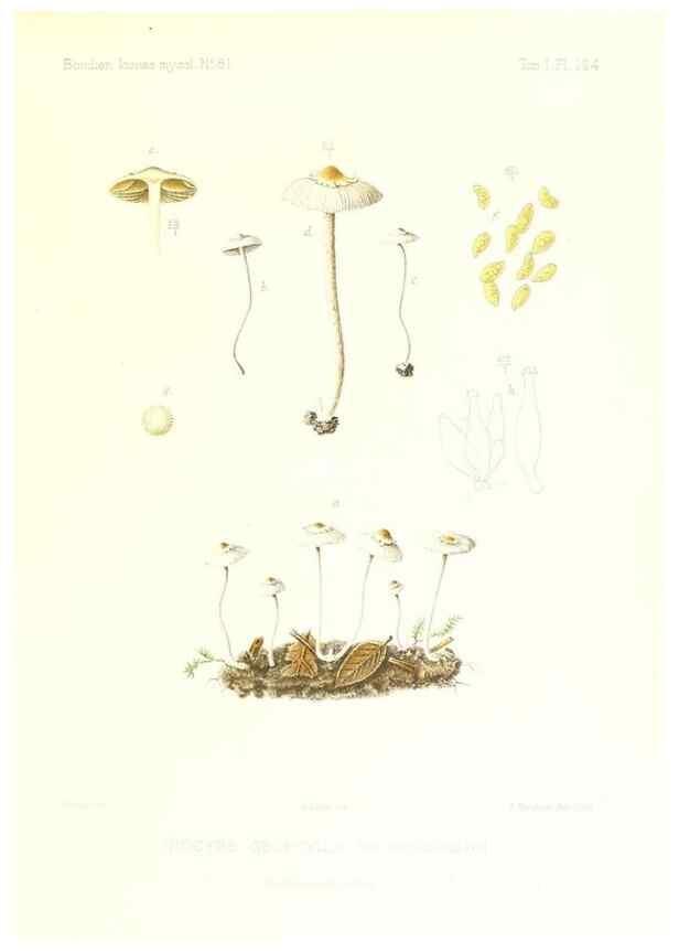 Reproducción/Reproduction 9801164143: Icones mycologicæ, ou Iconographie des champignons de France principalement Discomycetes,. Paris :P. Klincksieck, L. Lhomme, successeur,1905-10.
