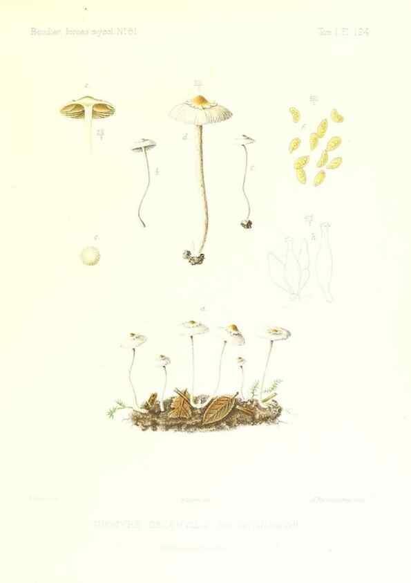 Reproducción/Reproduction 9801164143: Icones mycologicæ, ou Iconographie des champignons de France principalement Discomycetes,. Paris :P. Klincksieck, L. Lhomme, successeur,1905-10.