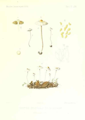 Reproducción/Reproduction 9801164143: Icones mycologicæ, ou Iconographie des champignons de France principalement Discomycetes,. Paris :P. Klincksieck, L. Lhomme, successeur,1905-10.